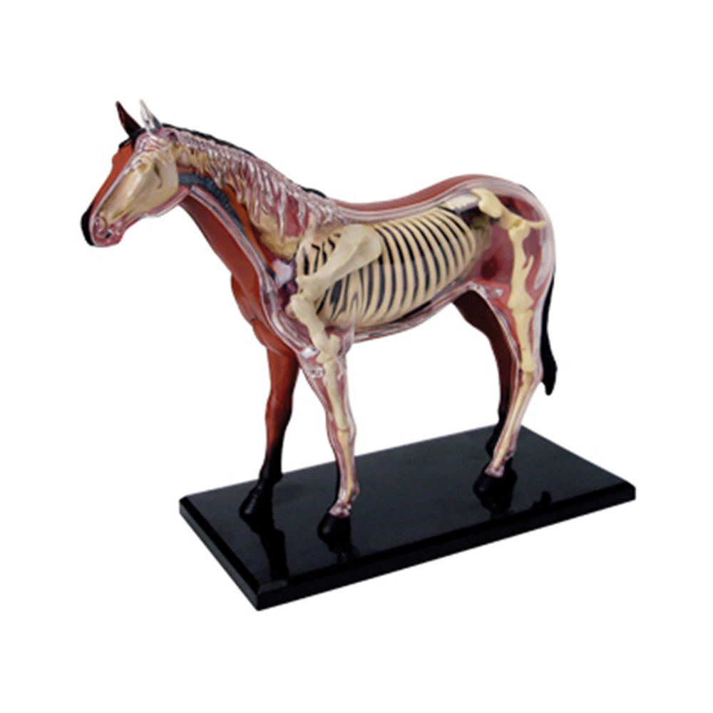 Science Toys - Modello di anatomia dell'organo animale 4D