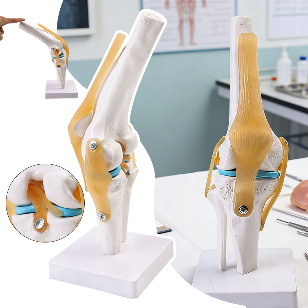 Science Hobbyist - Modello anatomico medico-dell'articolazione del ginocchio Modello