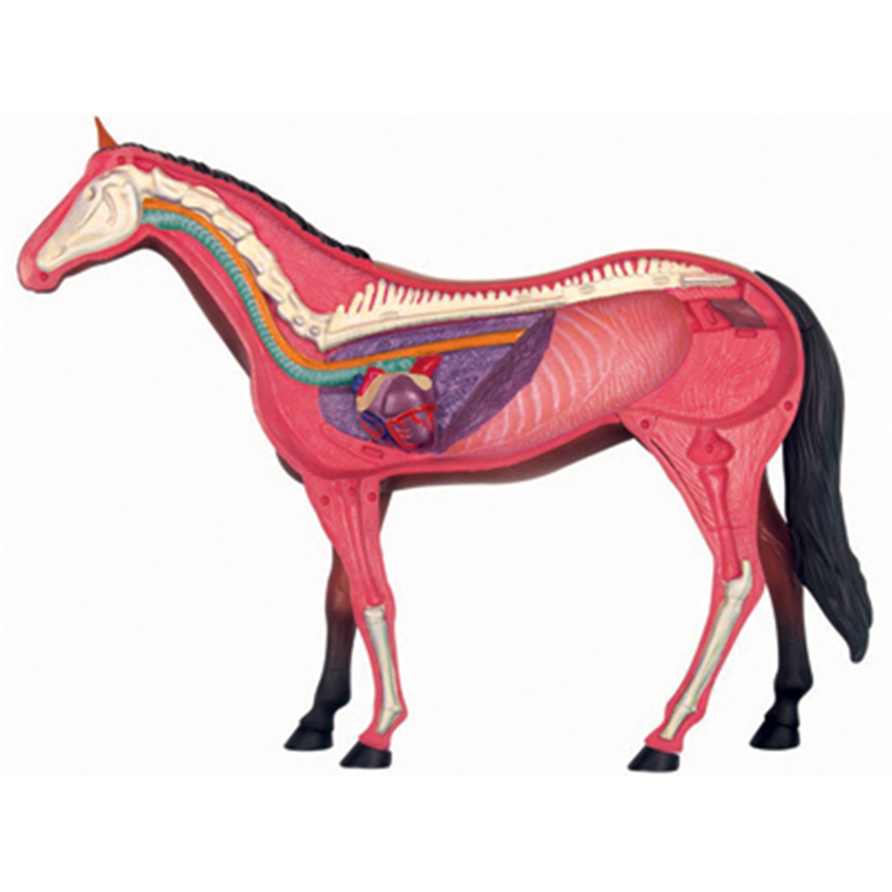 Modello di anatomia dell'organ - Science Toys recensione e prezzo