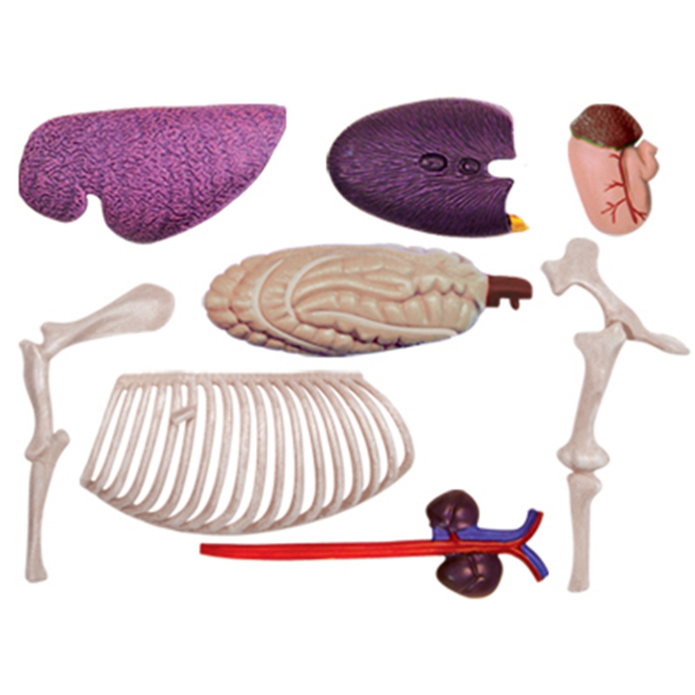 Modello di anatomia dell'organ - Science Toys recensione e prezzo