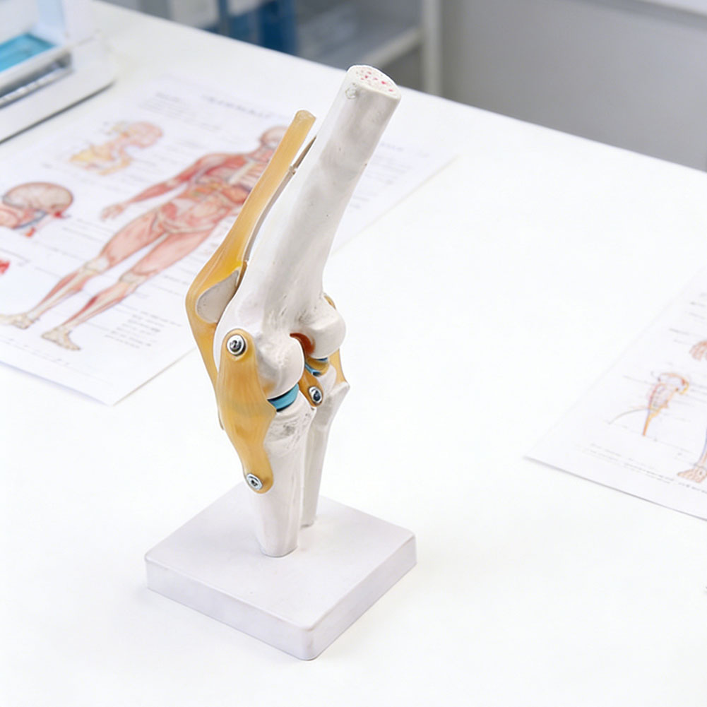 Modello anatomico medico-dell' - Science Hobbyist recensione e prezzo